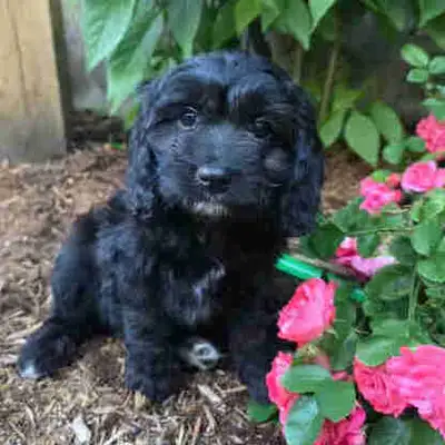 CavaPoo Boy, View more