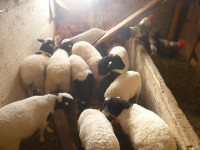 dorper ram lambs
