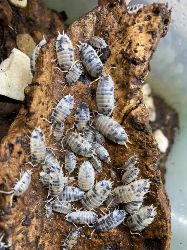 Dairy Cow Isopods - Great Value in Reptiles & Amphibians for Rehoming in Ottawa - Image 2