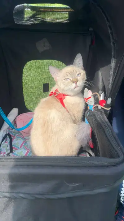 PERFECT BREEDING FEMALE , View more