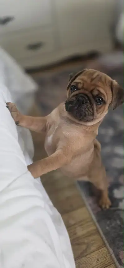 beautiful pug litter ❤️, View more