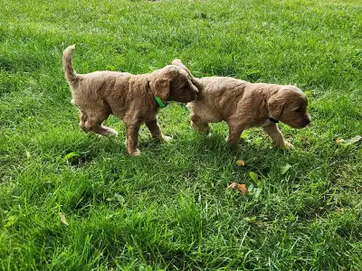 **UPDATE only 4 remaining! 2 males and 2 females** Stella's 2026 Litter is growing beautifully! We a...