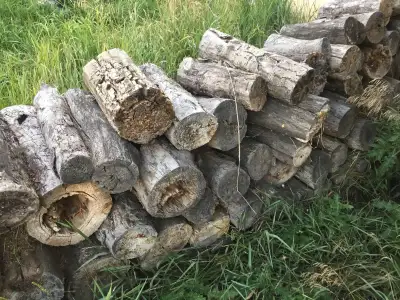 Firewood Logs. 1 cord for $90, View more