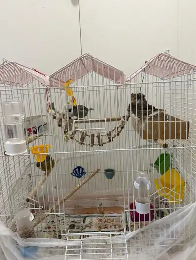 4 Canary Birds with Cage, View more