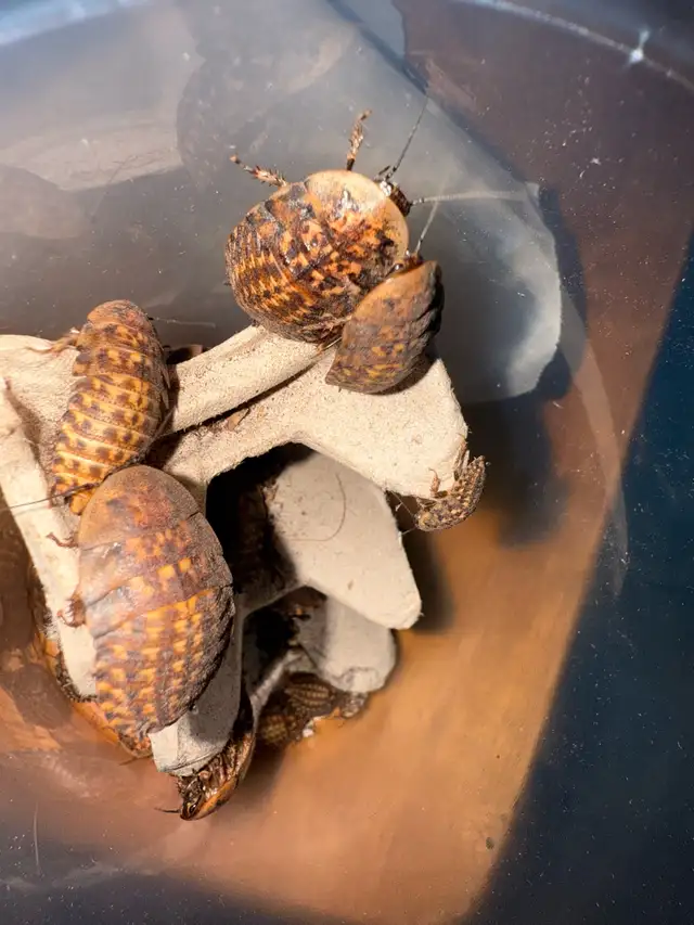 Discoid roaches feeders in Other in Mississauga / Peel Region - Image 3