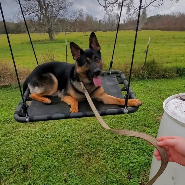 Dog Training - Obedience in Animal & Pet Services in Saint John - Image 2