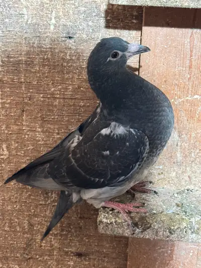 Young and healthy pigeons