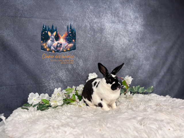 Neutered mini Rex bunnies  in Small Animals for Rehoming in Ottawa - Image 2