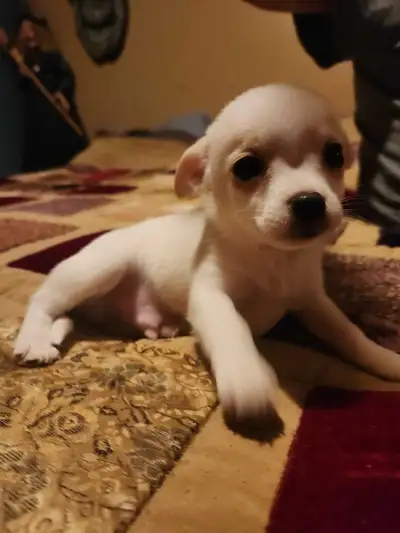 These 5 puppies are bundles of joy and excitement ready for thier forever homes. Born November 8th t...