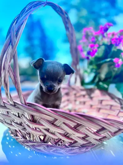(SOLD)Beautiful Purebred Male Blue Chihuahua., View more