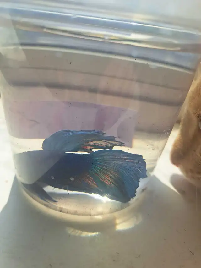Betta Fish in Fish for Rehoming in Owen Sound - Image 4