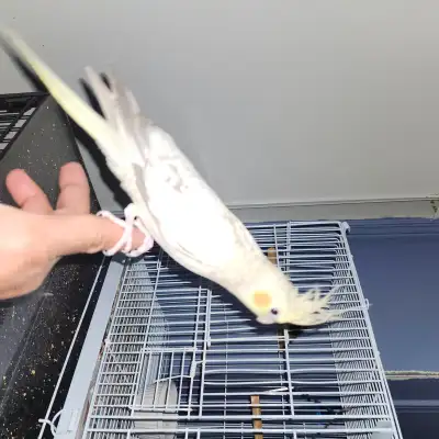 Cockatiel, View more