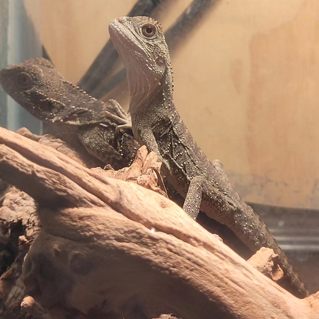Reptile Rescue  in Reptiles & Amphibians for Rehoming in Trenton - Image 3