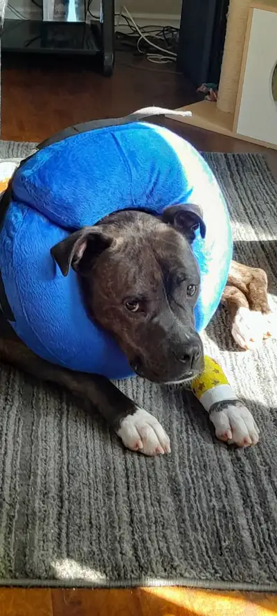 presa canario dog for rehoming, View more