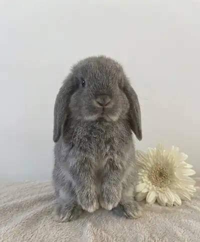 bébé lapin femelle bélier hollandais nain disponible , View more
