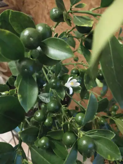Dwarf mini Orange fruit citrus calamondin tree fragrant blooms Pick up from Morningside ave and Ford...