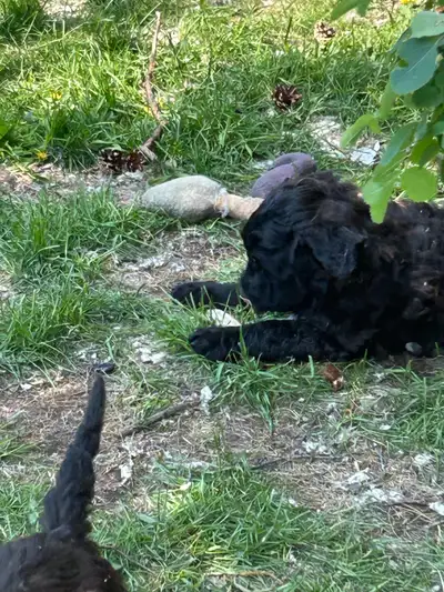 500 Only 3 puppies left! 2 males 1 female They all look very similar. They have been raised with chi...