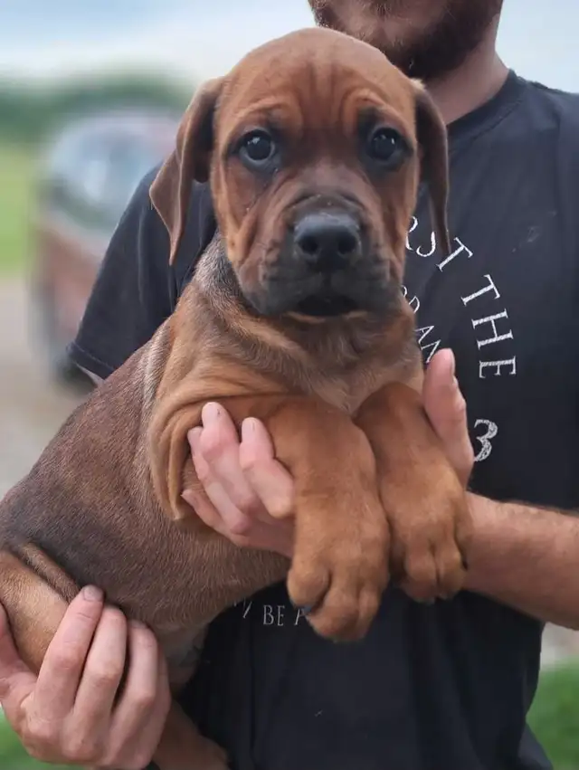 Bulldog/ Rottweiler Pups in Dogs & Puppies for Rehoming in Stratford - Image 3