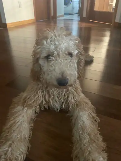 8-Month Old Male Hypoallergenic Cockapoo For An Adult Family, View more