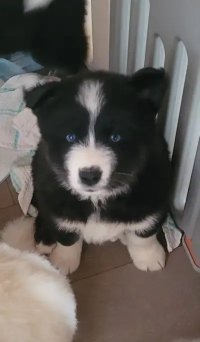 Siberian husky/samoyed mix puppies, View more