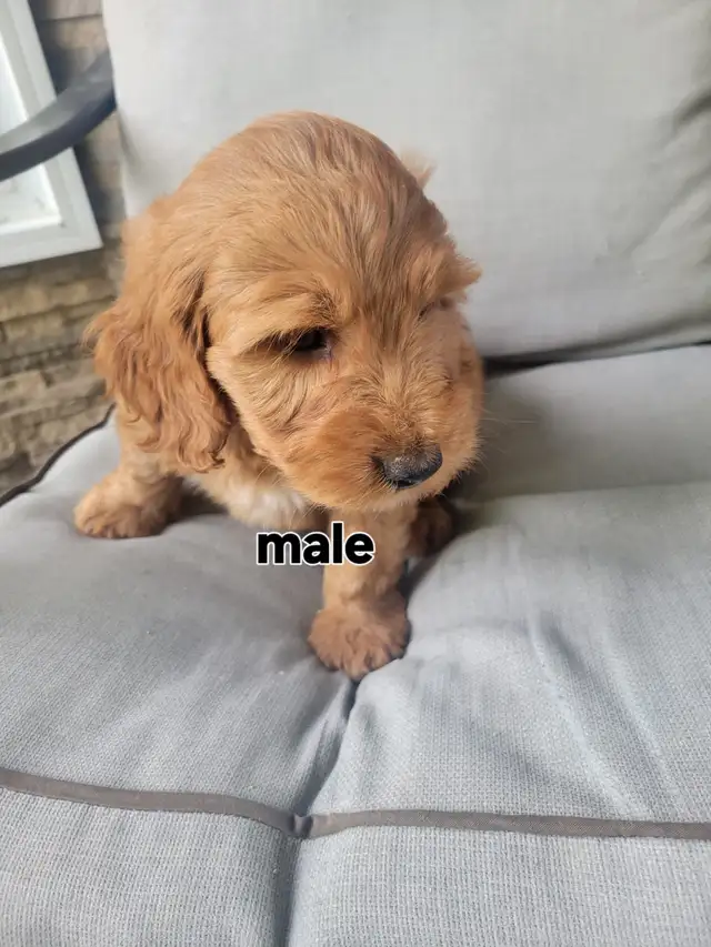 F1b Goldendoodle puppies in Dogs & Puppies for Rehoming in Stratford - Image 7