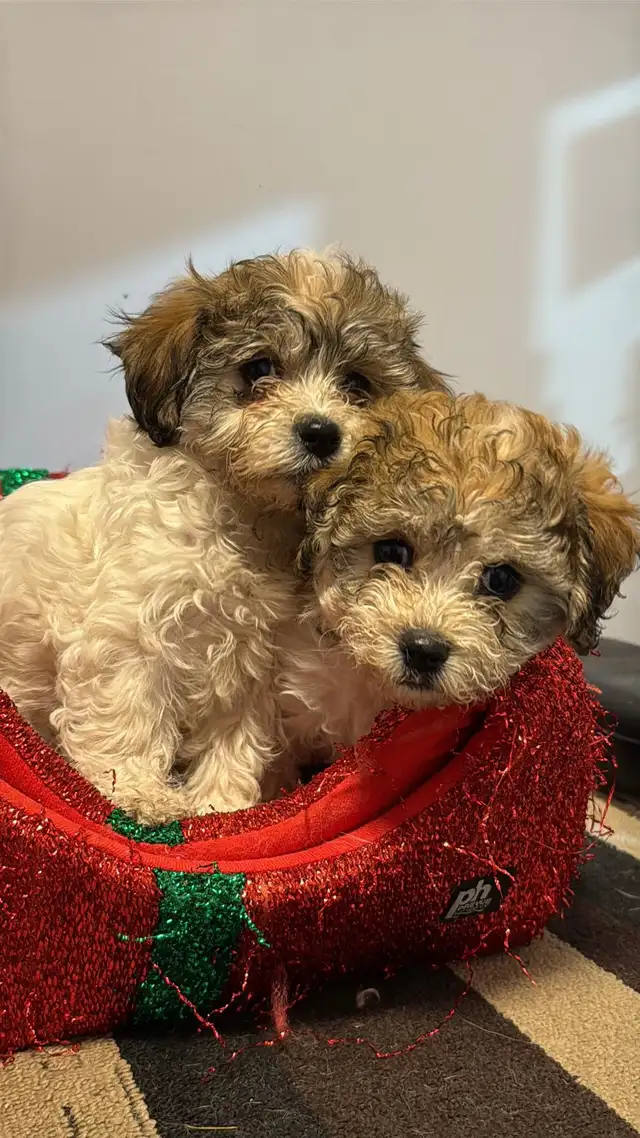 Havashan puppy in Dogs & Puppies for Rehoming in Abbotsford - Image 2