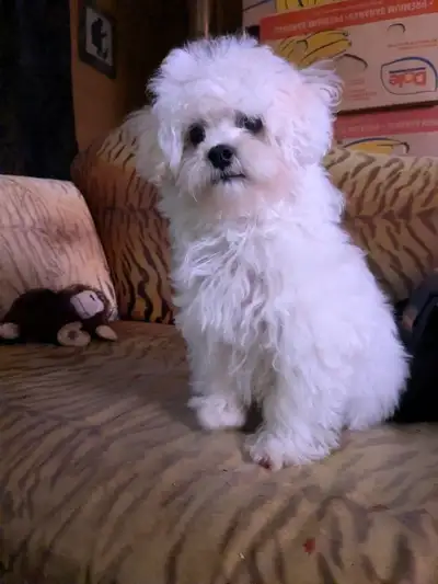 Malti poo puppy, View more