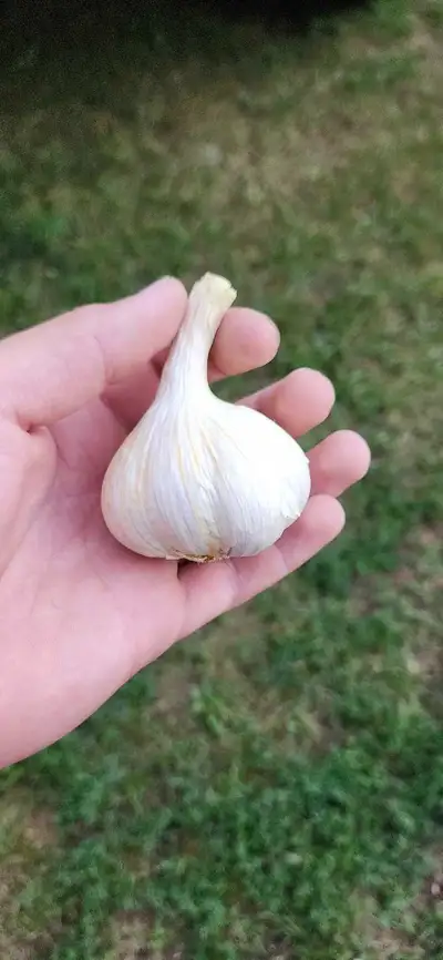 Garlic fresh from field!, View more