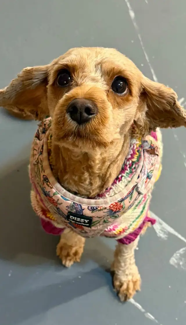 Cavapoo Puppies - Health Tested - Fox Reds! in Dogs & Puppies for Rehoming in Ottawa - Image 6