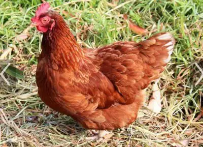 20 week old Isa Brown chickens. Will be ready to lay eggs. Pick up starts June 2nd. $28 if you take...