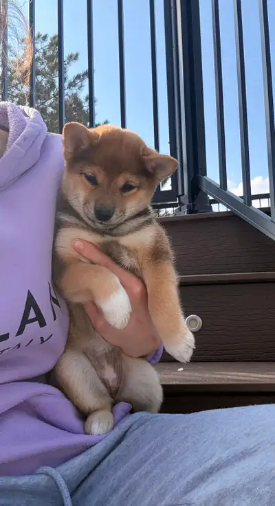 Chiots Shiba Inu puppies ! PURE RACE!!, View more