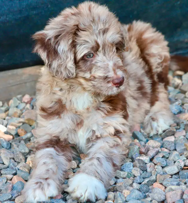6 TRÈS  RARES BORDOODLES, DOODLES,   CHIOTS,PUPPY in Dogs & Puppies for Rehoming in Laurentides - Image 6