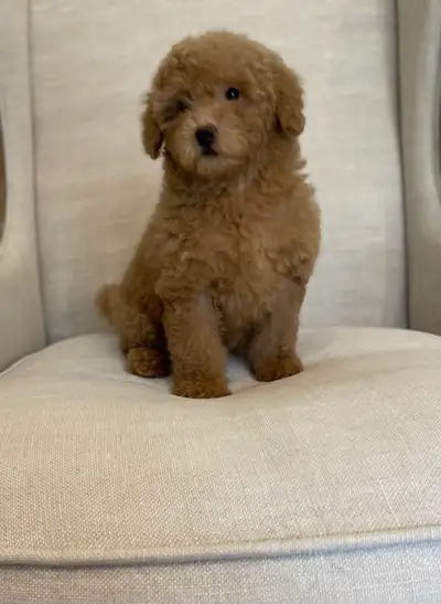 Miniature poodle puppy, View more