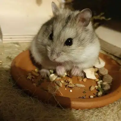 dwarf hamster , View more