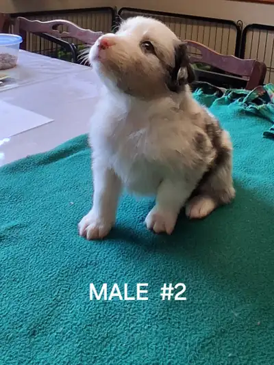 Australian shepherd puppies, View more