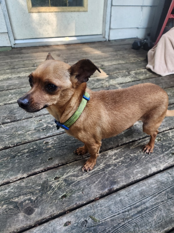 Dog for rehoming Dogs & Puppies for Rehoming North Shore Kijiji