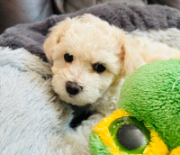 Maltese puppies