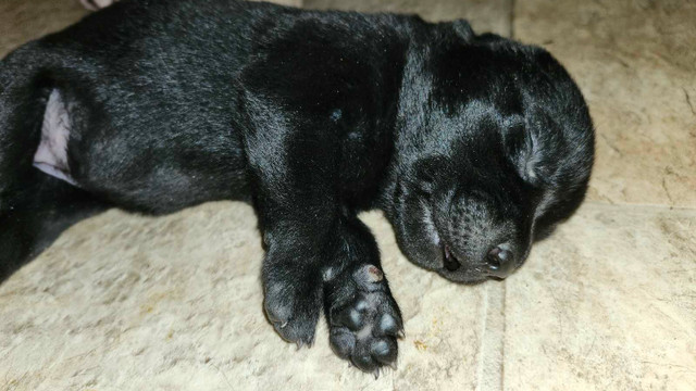 Labrador puppies for sale in Dogs & Puppies for Rehoming in Bedford - Image 4