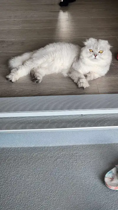 Scottish Super Fold Longhair Cat for Sale – Sweet & Affectionate, View more