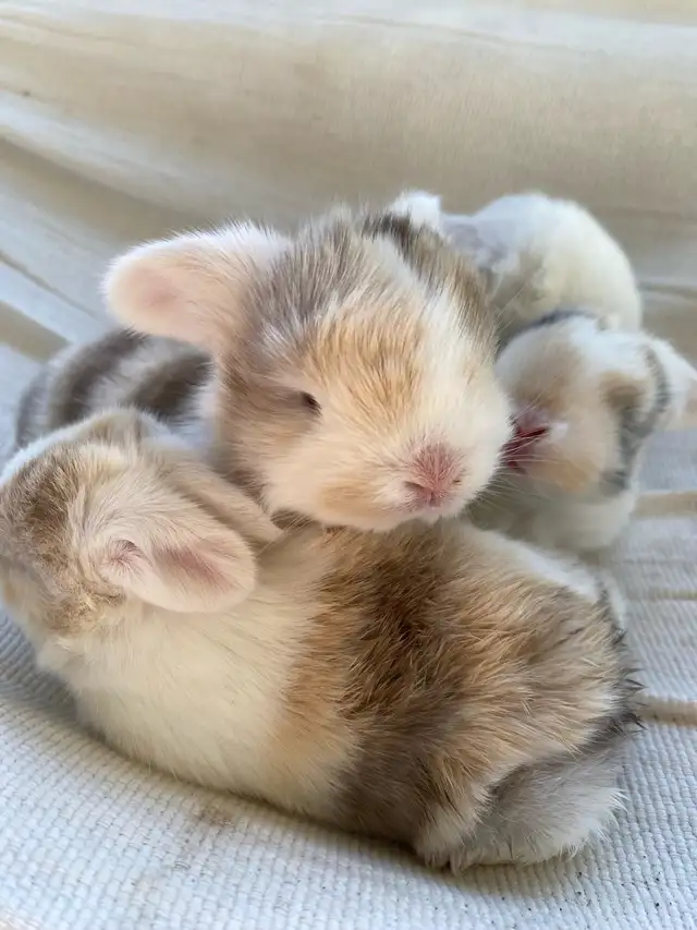 Holland Lop baby bunnies✨ in Small Animals for Rehoming in Delta/Surrey/Langley - Image 4