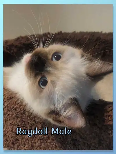 Ragdoll Male's, View more