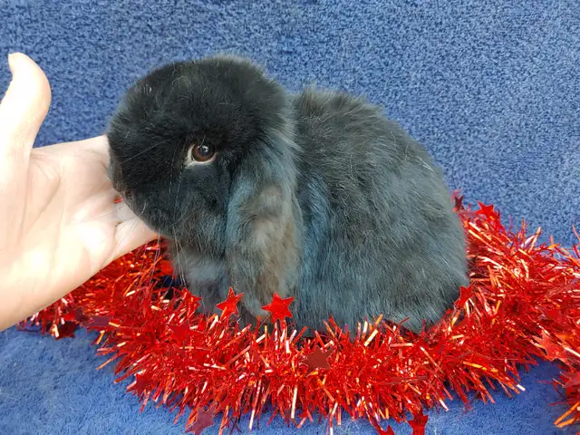 EXTRAORDINARY BABY HOLLAND LOPS in Small Animals for Rehoming in Ottawa - Image 7