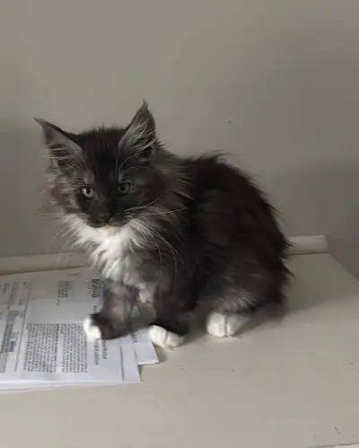 There’s a lot to love about Maine Coons. A laser pointer + kitten = hours of entertainment. The larg...