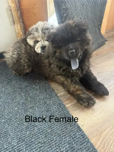 Rare Chow Chow Puppies, View more