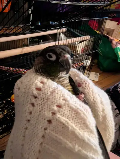I am rehoming two beautiful conures, both full of personality and looking for a loving home. These b...