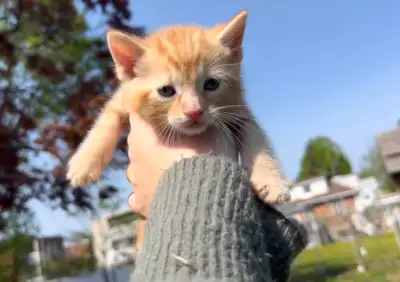 3 chatons male 1 roux et blanc 1 roux 1 noir Servré, il mangent des croquettes Avant ete nourri uniq...