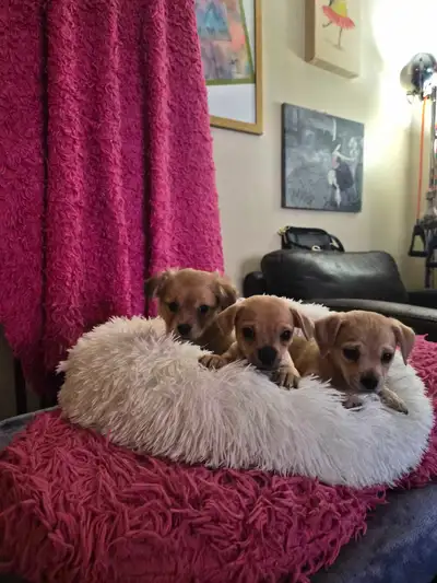  Chihuahua Puppies Short & Long Coat , View more