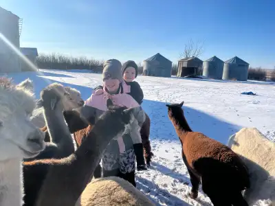 Female Alpacas for Sale, View more