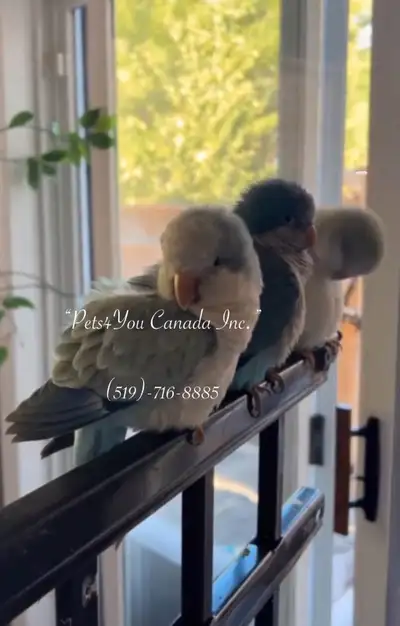 Baby Quaker Parrots, View more