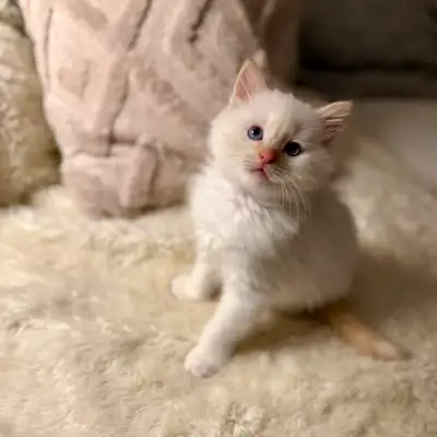 Ragdoll Kittens, View more